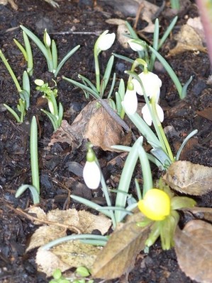 Vårblommor Vårblommor