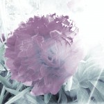 Pion