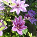 Clematis Vackra Nelly Moser vid ytterdörren