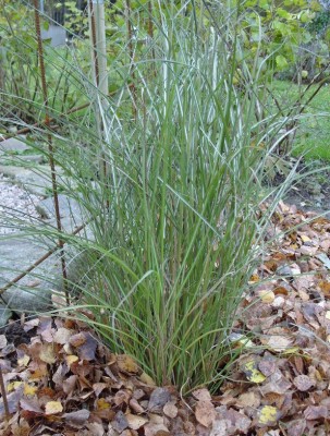 Miscantusgräs 'Kleine Siberspinne' Miscantusgräs 'Kleine Siberspinne'