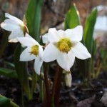 Julros, helleborus niger Julros, helleborus niger