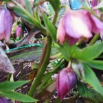 Den rosa julrosen Helleborus orientalis