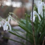 Snödroppar i april