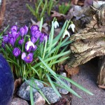 Vårbild Krokus och snödroppar