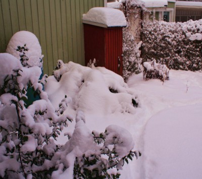 Nysnö på buskarna